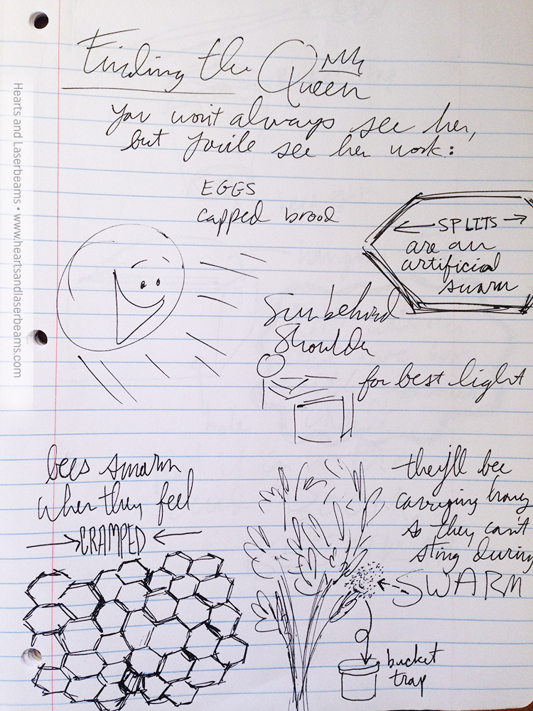 Hand Drawn Notes from Beekeeping Class by Steph Calvert of Hearts and Laserbeams