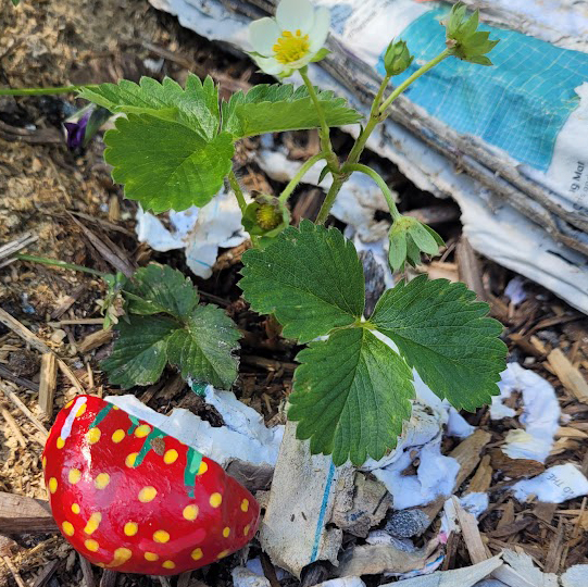 Paint strawberry rocks for your garden
