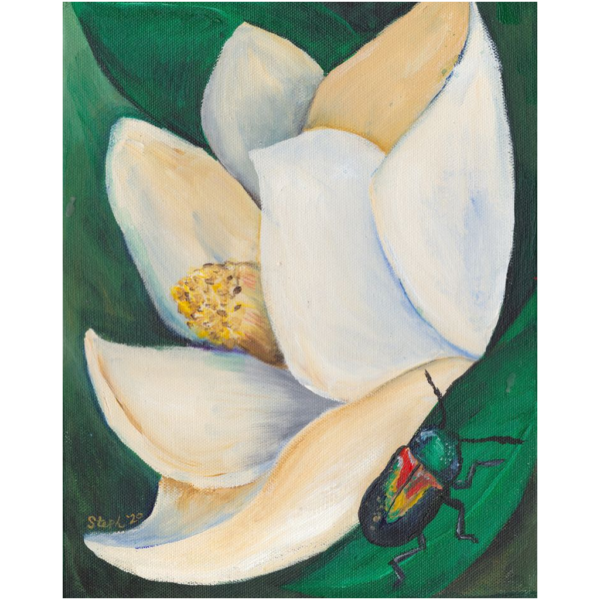 Magnolia Art - Magnolia and Leaf Beetle 2 Art Print by Steph Calvert Art